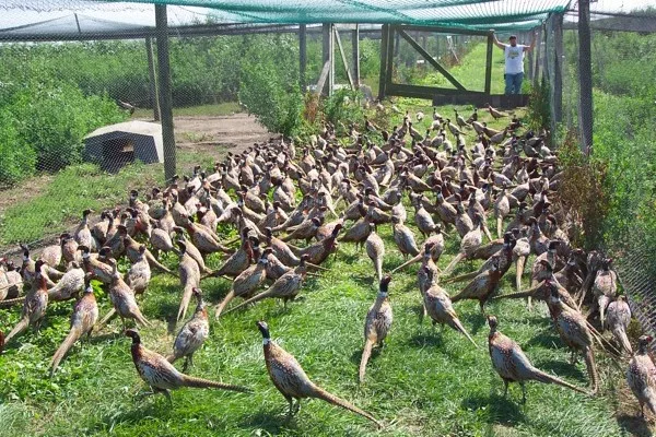 Tornado Causes Thousands Of Birds To Escape From Macfarlane Pheasants 