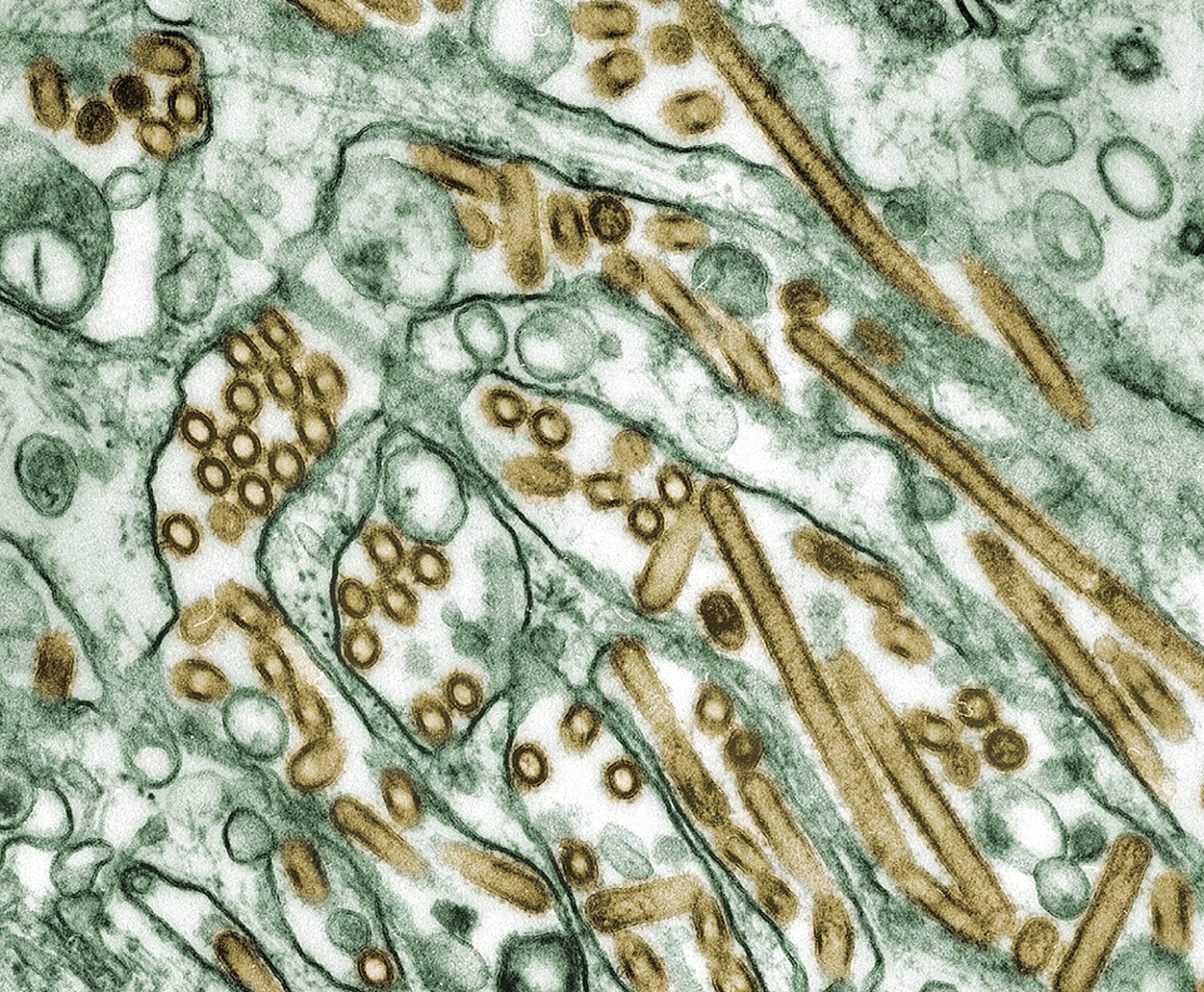 h5n1968057