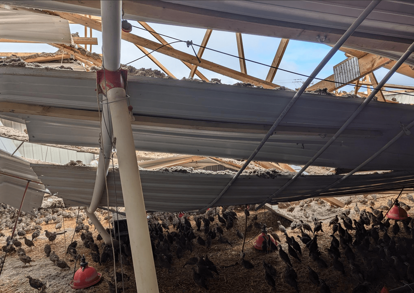 pheasant-carnagescreenshot-2024-06-28-at-10-13-21-mail-wclo-news-ou81018