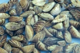 zebra-mussels800497