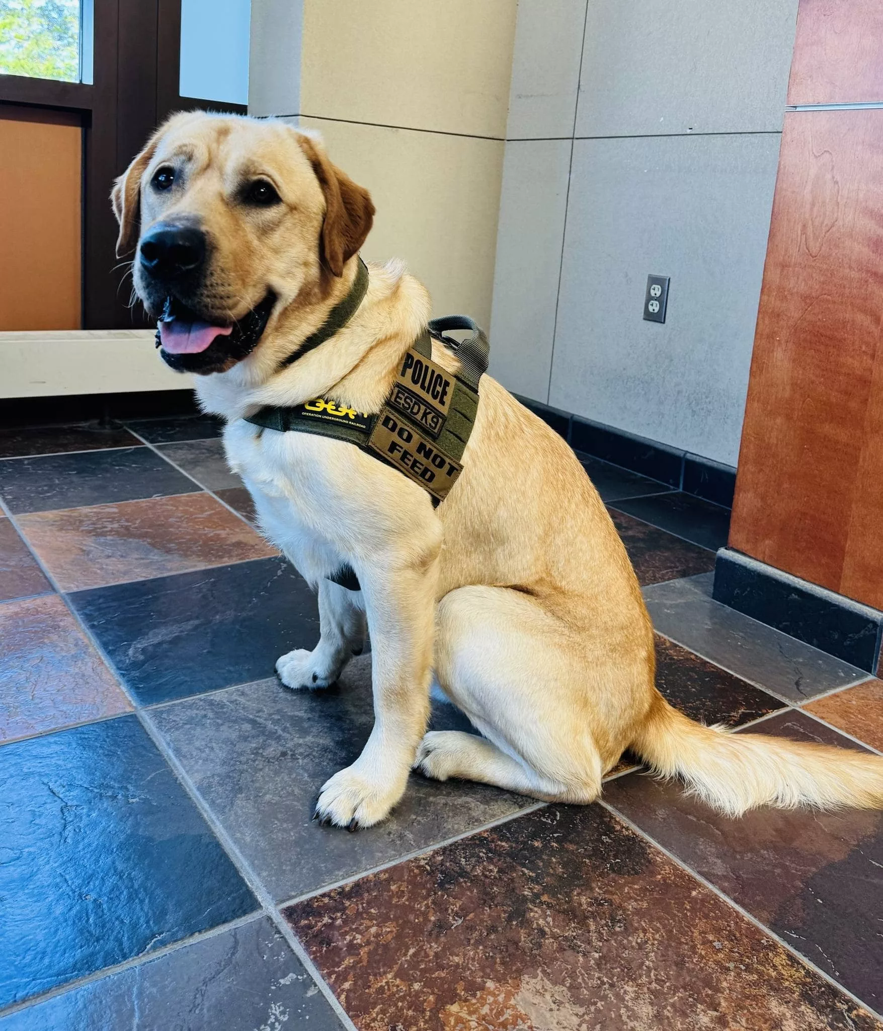 k-9-maui860044