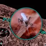 culex_mosquito_and_west_nile_virus_-_53938899270-150x150165517-1