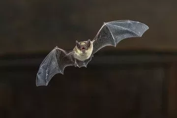 bat-jpg-2