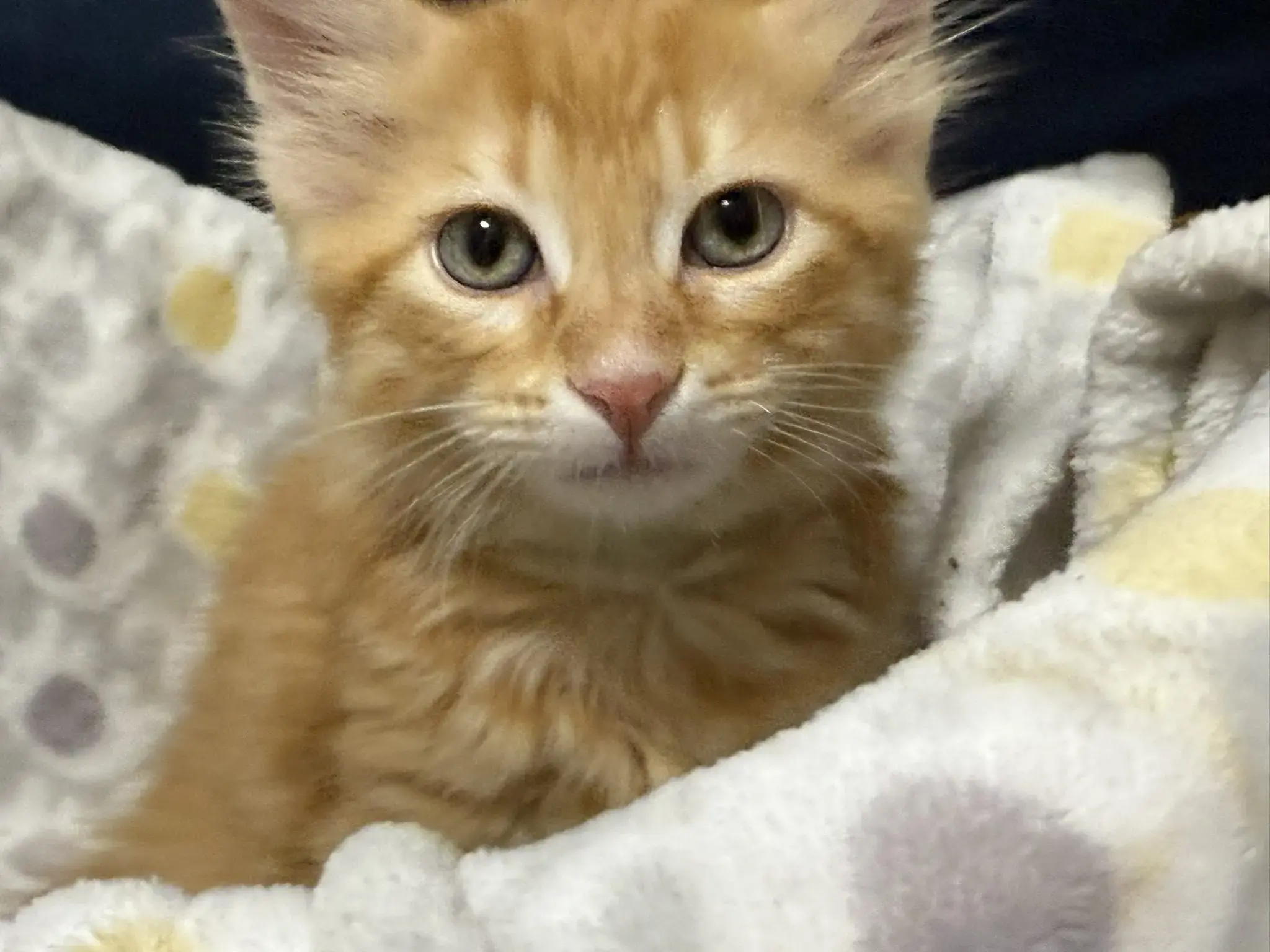 Misfit Felines Cat & Kitten Adoption Event