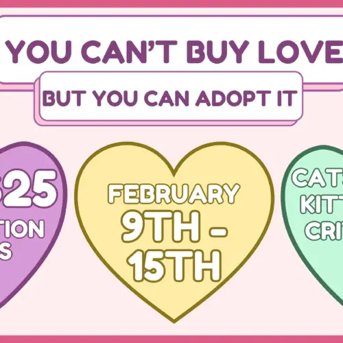 you-cant-buy-love-adoption-event-website-graphic-jpg