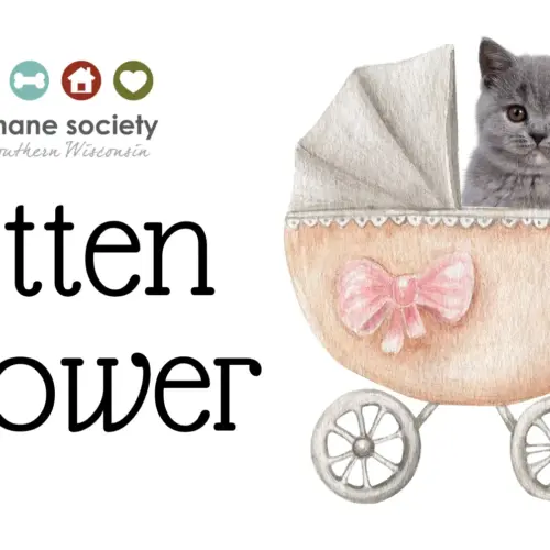 kitten-shower-contest-fb-event-1-png-2
