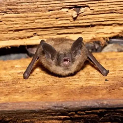 bat-jpeg