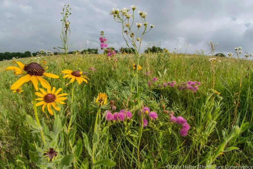 wildflowers-jpg-5