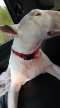 The Last Romance dog