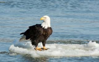 Eagle_mdc_11-13-19