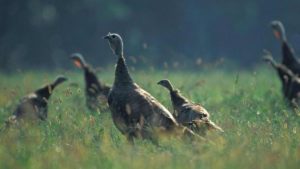 join-mdc-june-3-for-webcast-on-wild-turkey-management