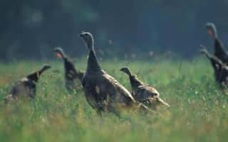 Join MDC June 3 for webcast on wild turkey management