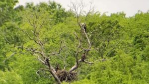 bald-eagles-nesting