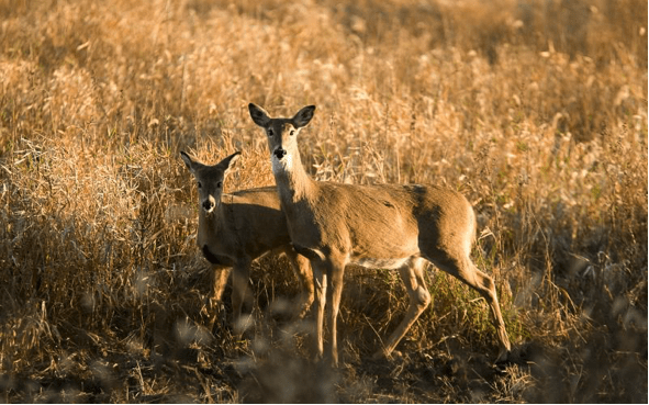 mdc-deer-hunting-july-1