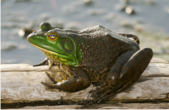 Missouri’s bullfrog and green frog: fishing