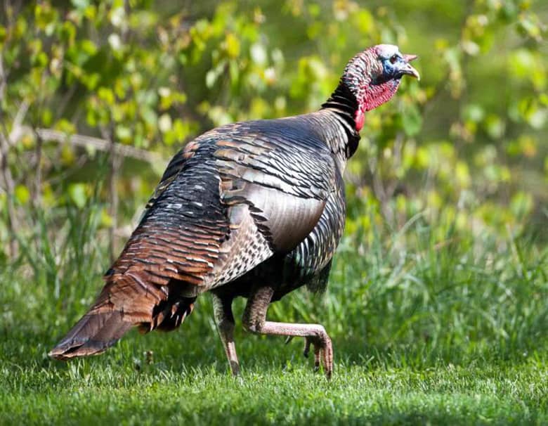 wild-turkey-male-11-16-13_original