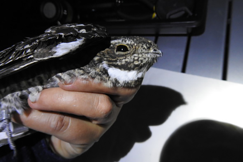 common-nighthawk_crop