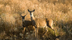 anterless-deer