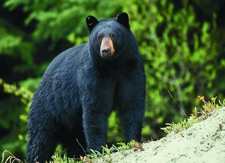 bear