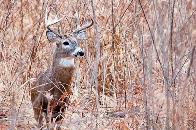 120910-squaw-creek-buck-13_original