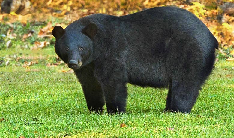 bear-2