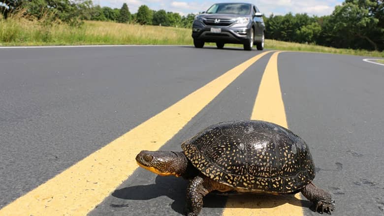 turtle-on-road
