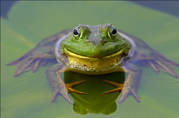 frog