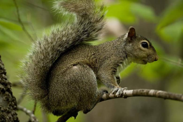 Missouri squirrel and black bass season opens May 28th