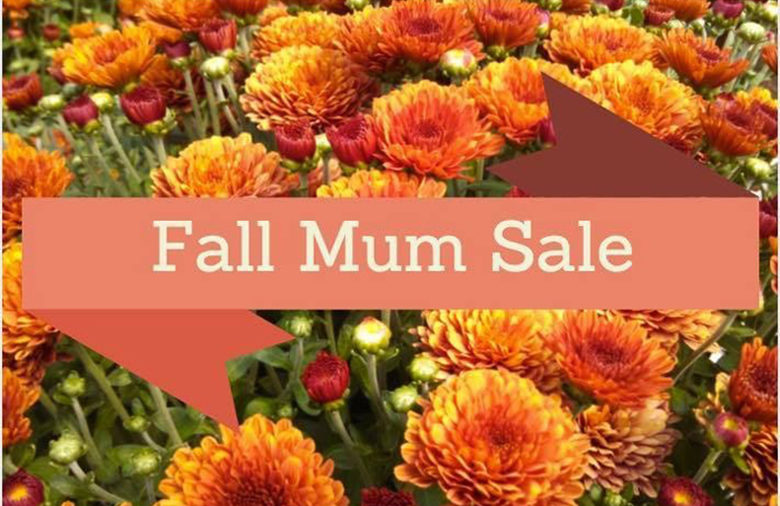 fall-mum-sale