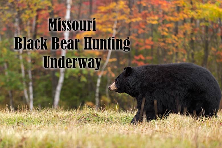 black-bear-in-fall_0