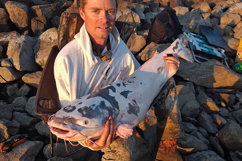 piebald-blue-catfish
