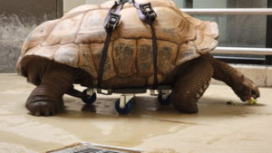tortoise-on-wheels