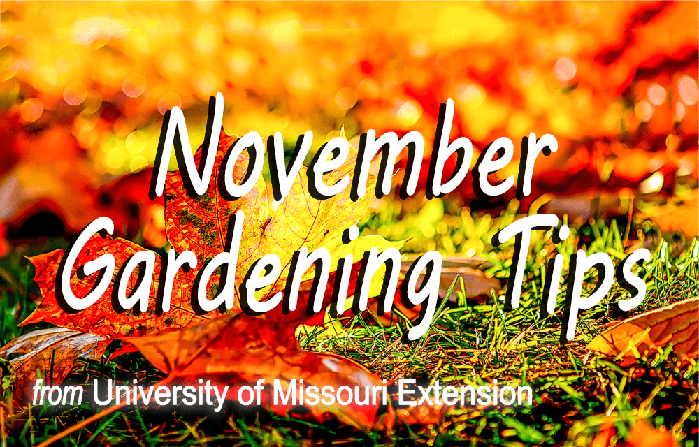 november-gardening