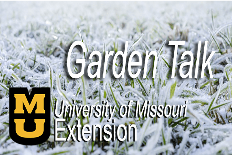 winter-lawn