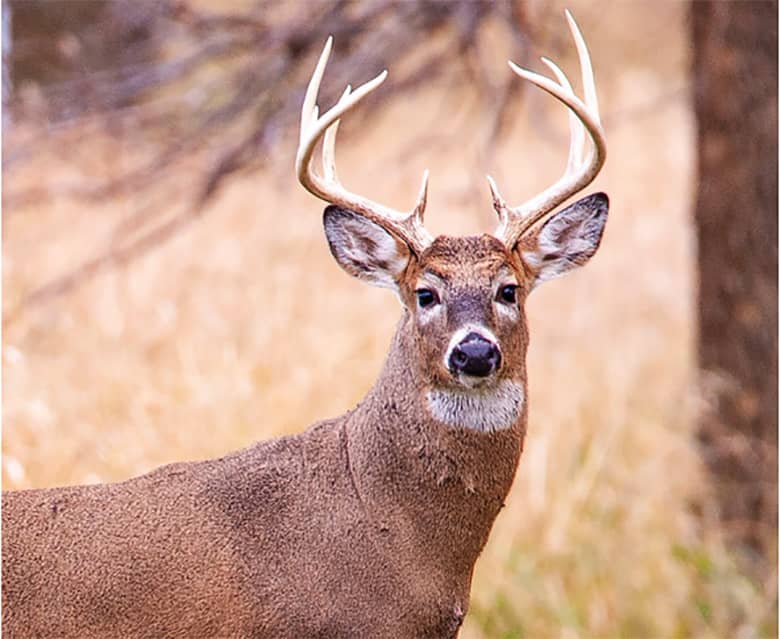 deer-2
