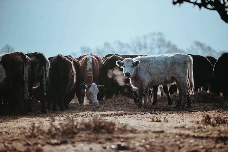 livestock