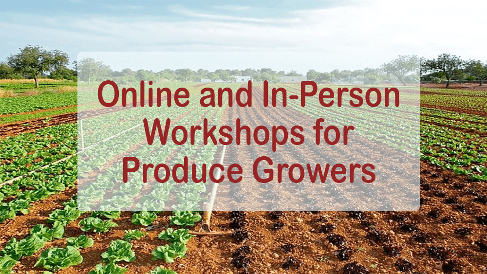 online-workshops-copy