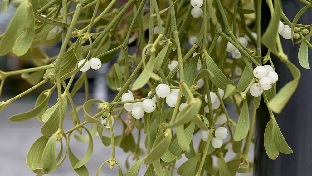 20211207-mistletoe-1