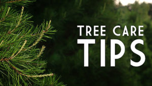 tree-care-tips