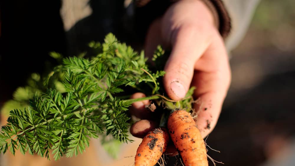 specialty-crop-growers