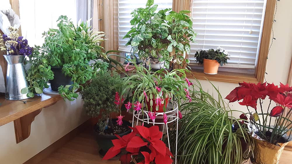 houseplants