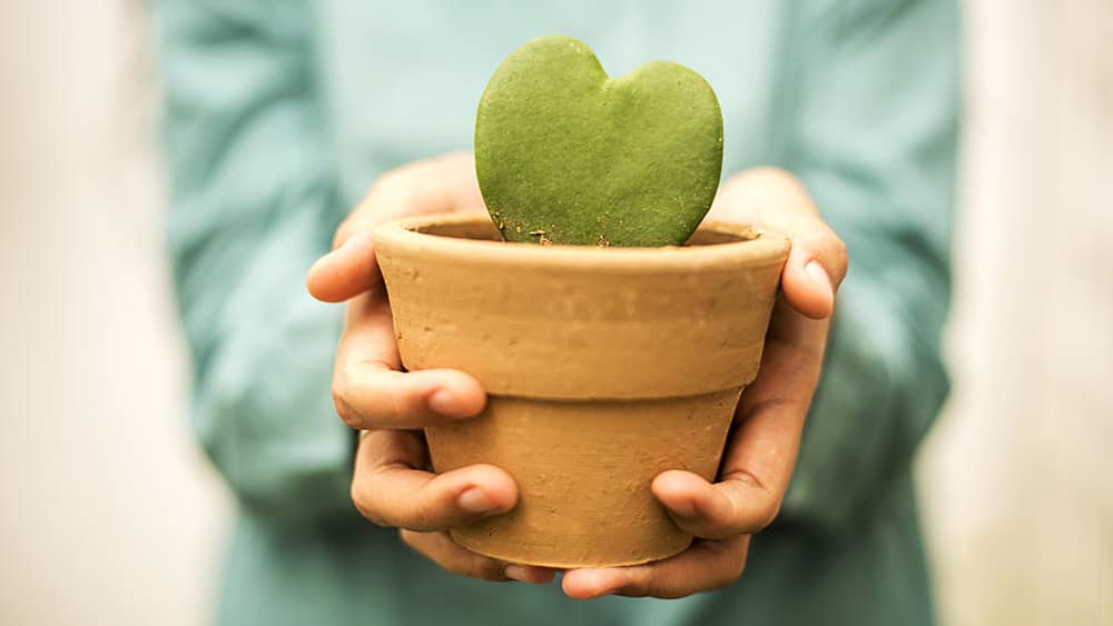 vday-plant2