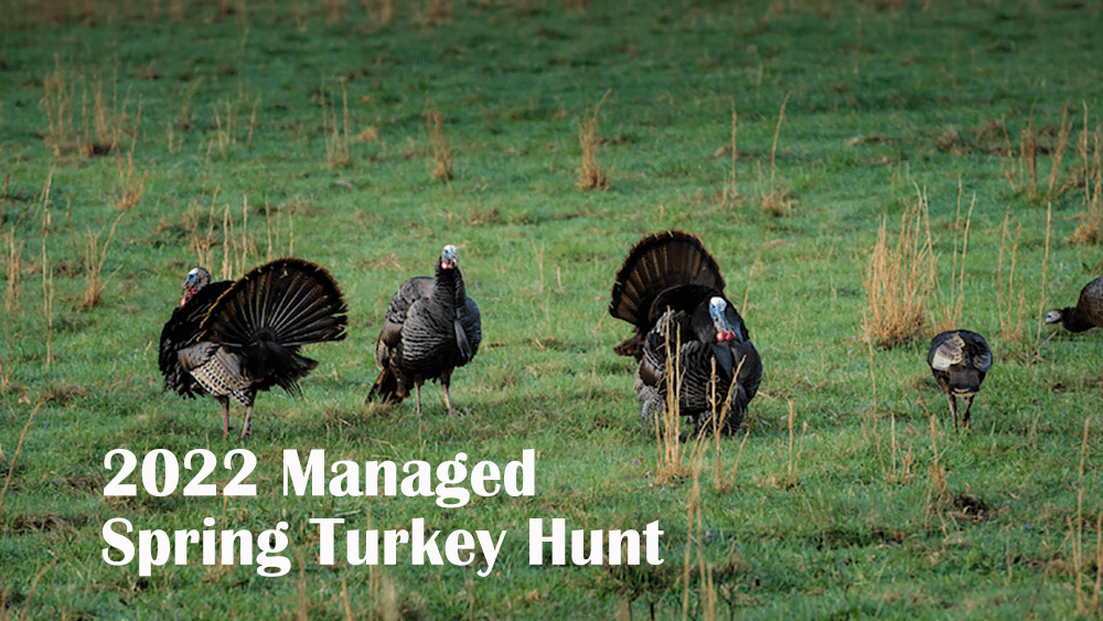 turkey-hunt