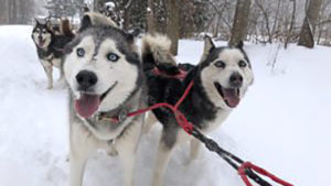 sled-dogs-2-300x225