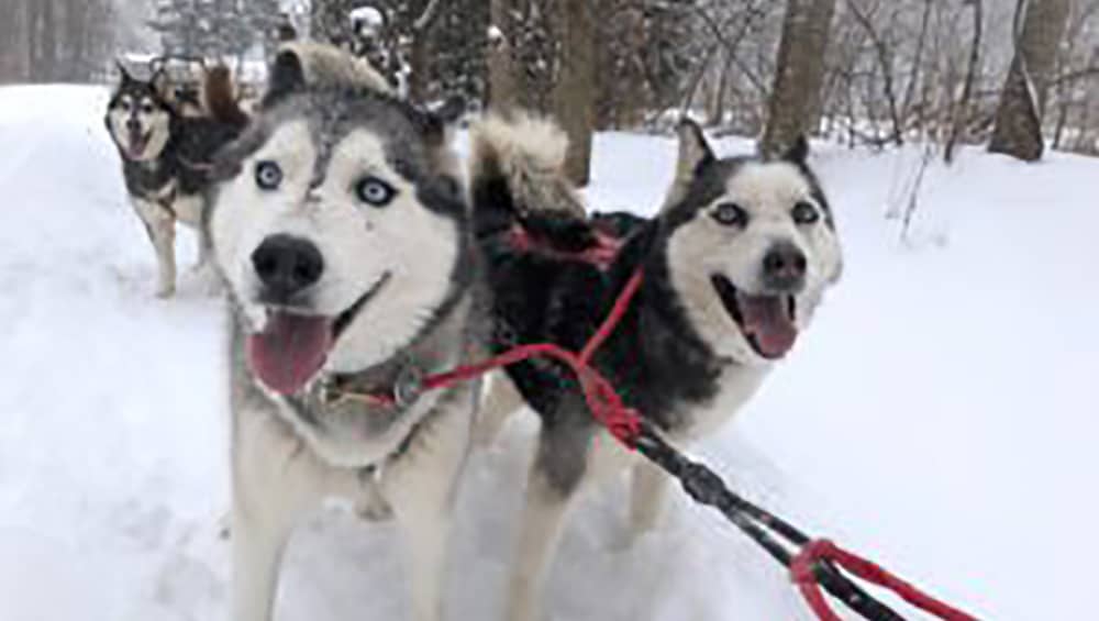 sled-dogs-2-300x225