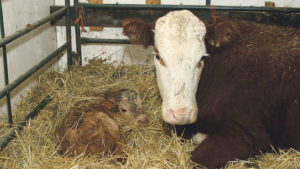 newborn-calf