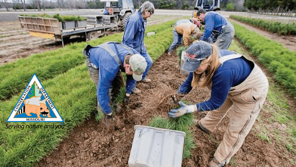 state-nursery-staff-planting-seedlings-copy