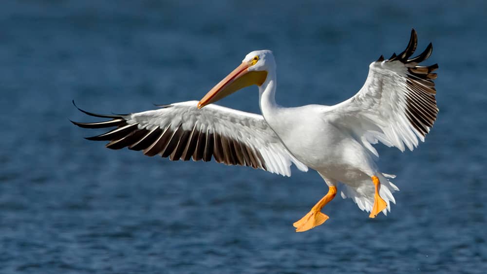 american_white_pelican