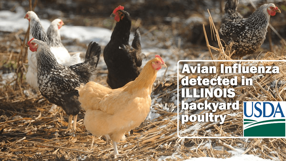 Avian Influenza Confirmed In Illinois Backyard Poultry Eagle102 6060