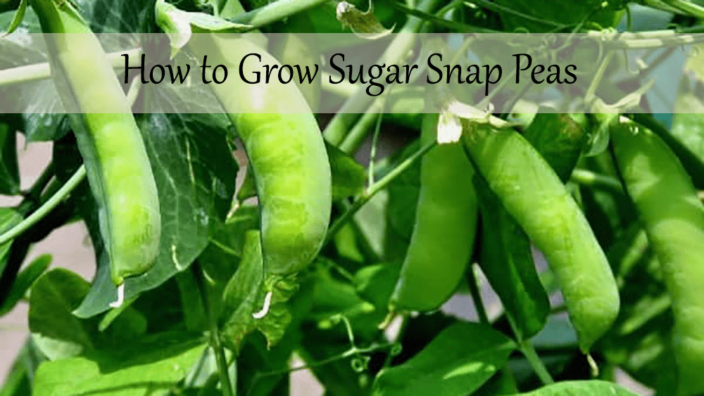 Growing sugar snap peas in your spring garden Eagle102